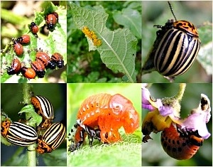 Источник фото: https://clck.ru/PsUnQ