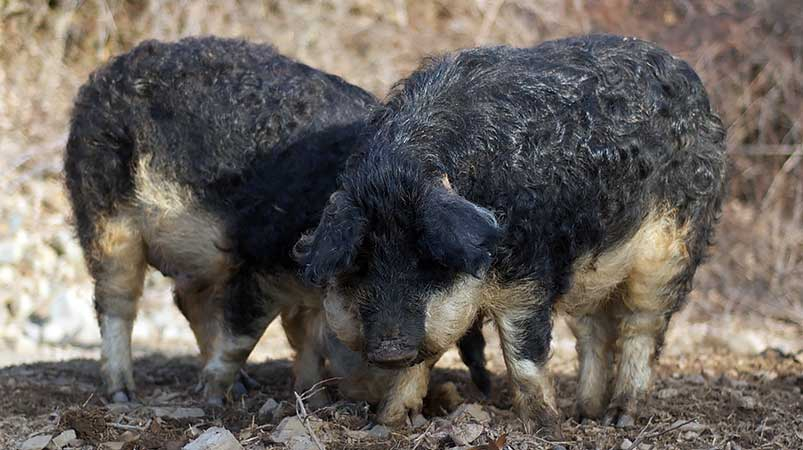 Мангалица ласточка. Источник фото (здесь и далее): Яндекс. Картинки