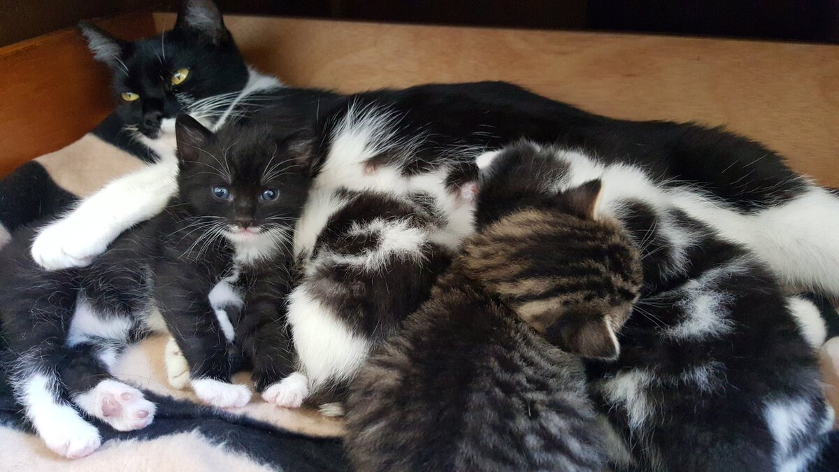 Мама принесла котенка. Четыре котенка. Папа кот и котенок. Котята 4 дня. Кошки мама папа и котенок.