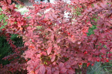 Внешний вид барбариса обыкновенного.