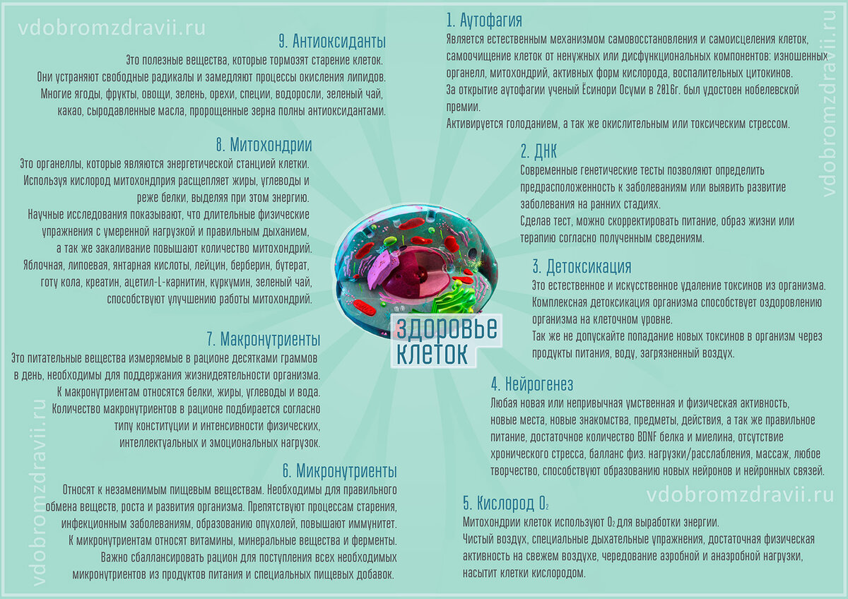 Инфографика. Здоровье на клеточном уровне.