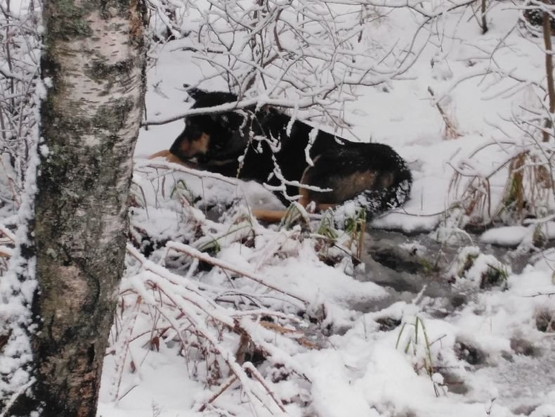   Новый год все отмечают в кругу семьи, а Наталья 2020 год встретила в ветеринарной клиники. Она увидела, как собаку сбила машина. У собаки сломаны лапы, она ползла по снегу в сторону леса.