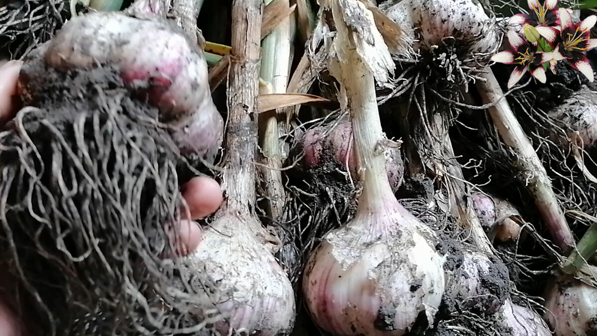 Озимый чеснок на моей даче