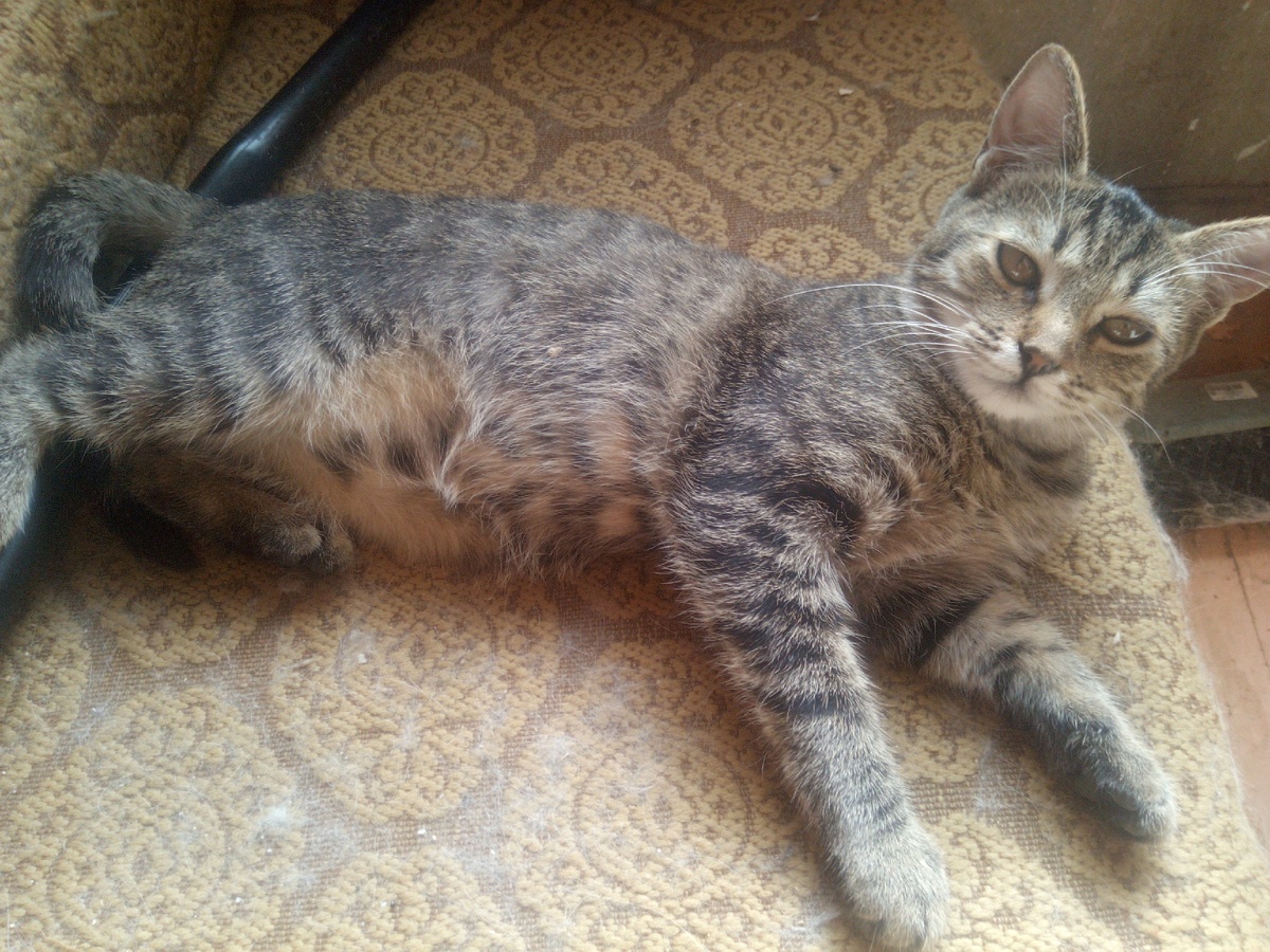 Фото автора. Наш новенький - Семка (я про него уже писала. За полтора месяца сильно подрос)