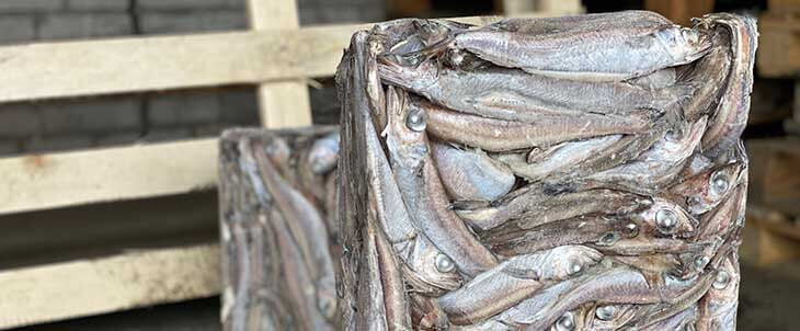 Свежемороженая рыба Путассу