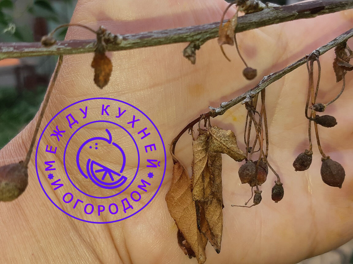 Не забудьте поставить лайк и подписаться на канал!