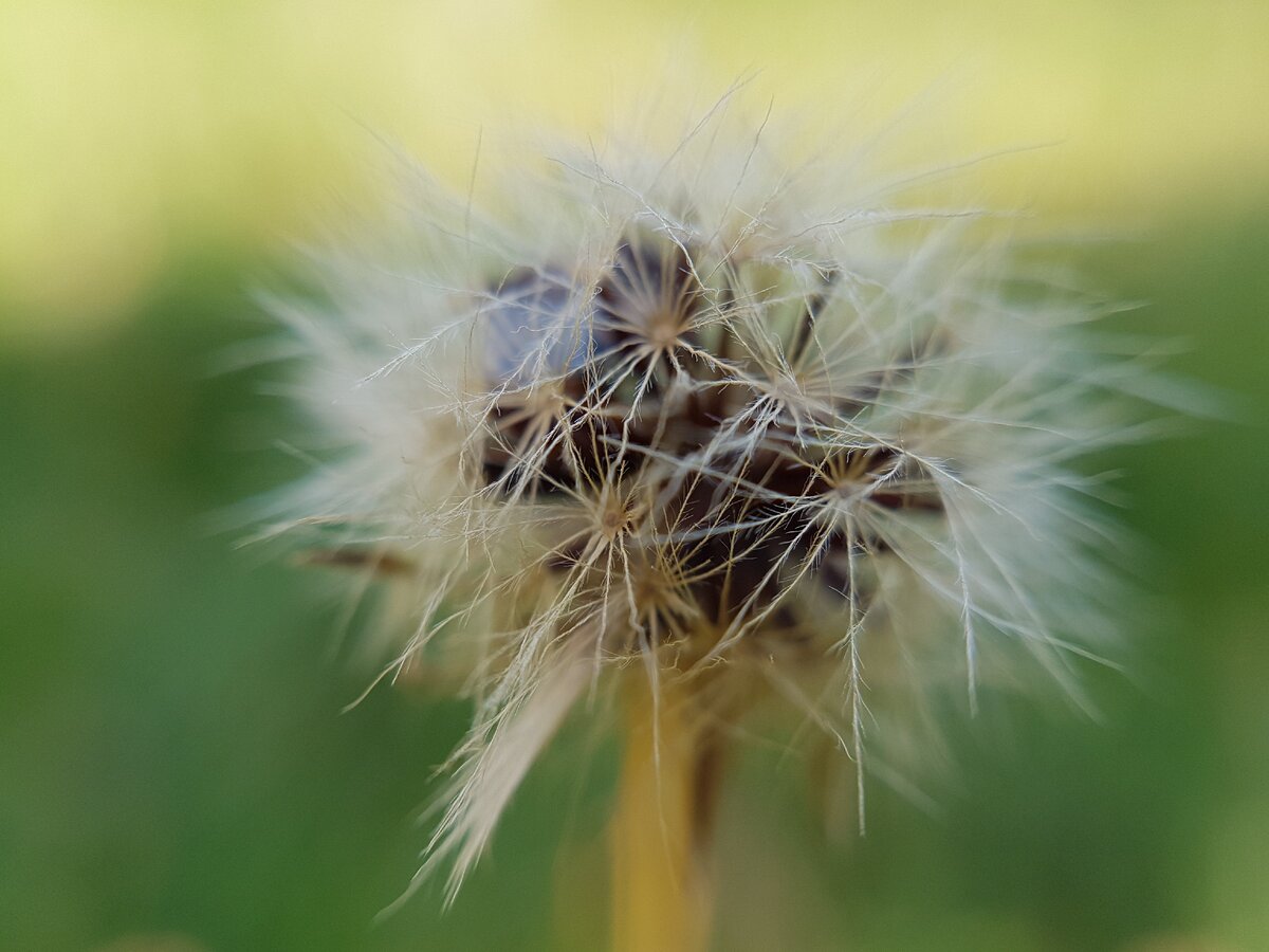 Макросъемка одуванчика