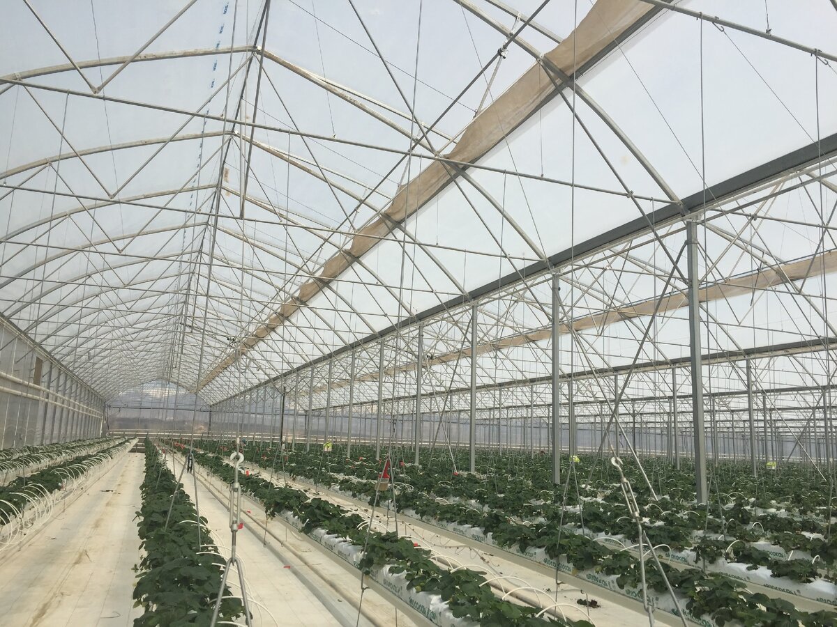 личный архив. Это промышленная пленочная теплица, а мы о бытовых поговорим.