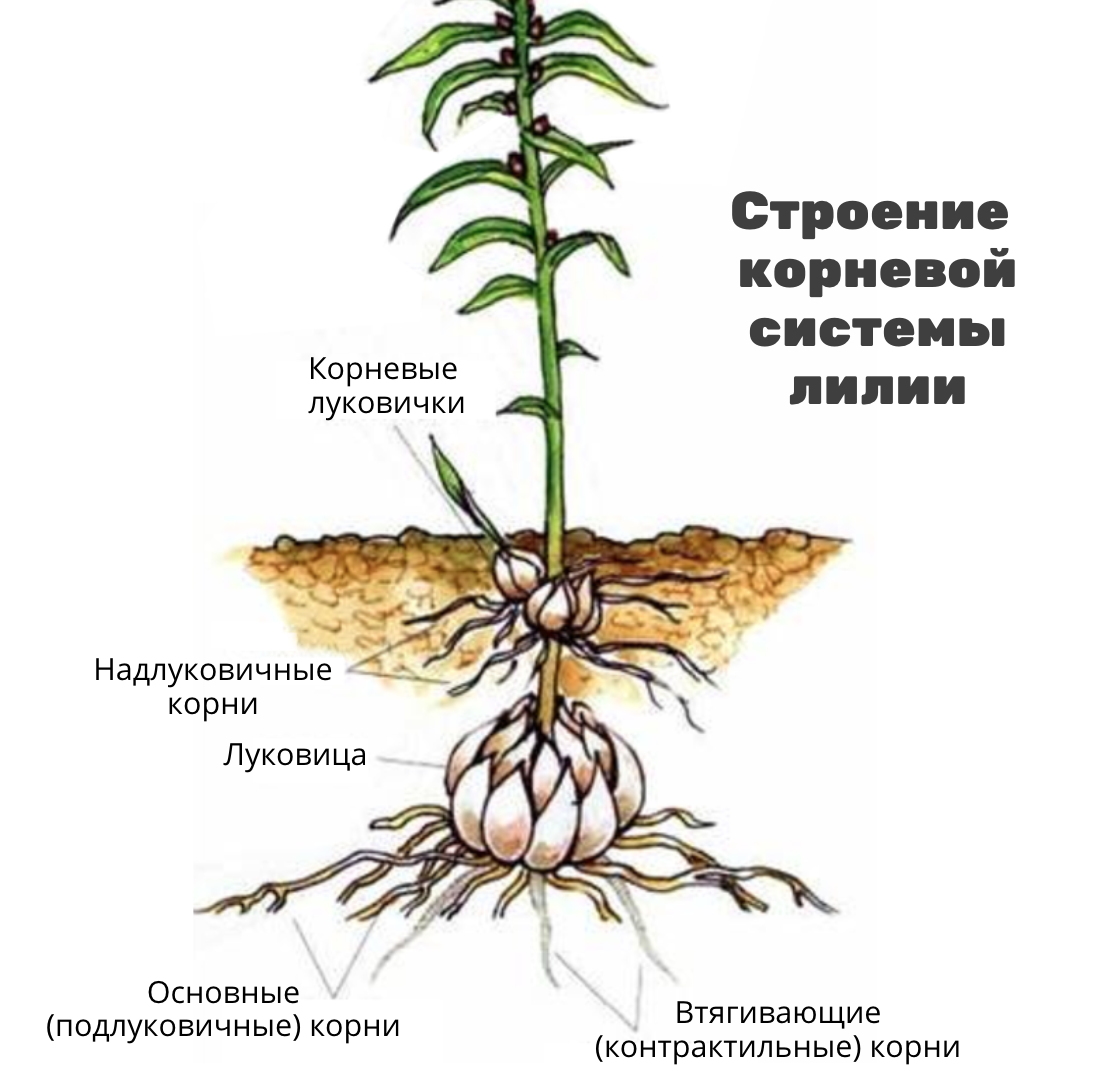 Схема посадки лилия