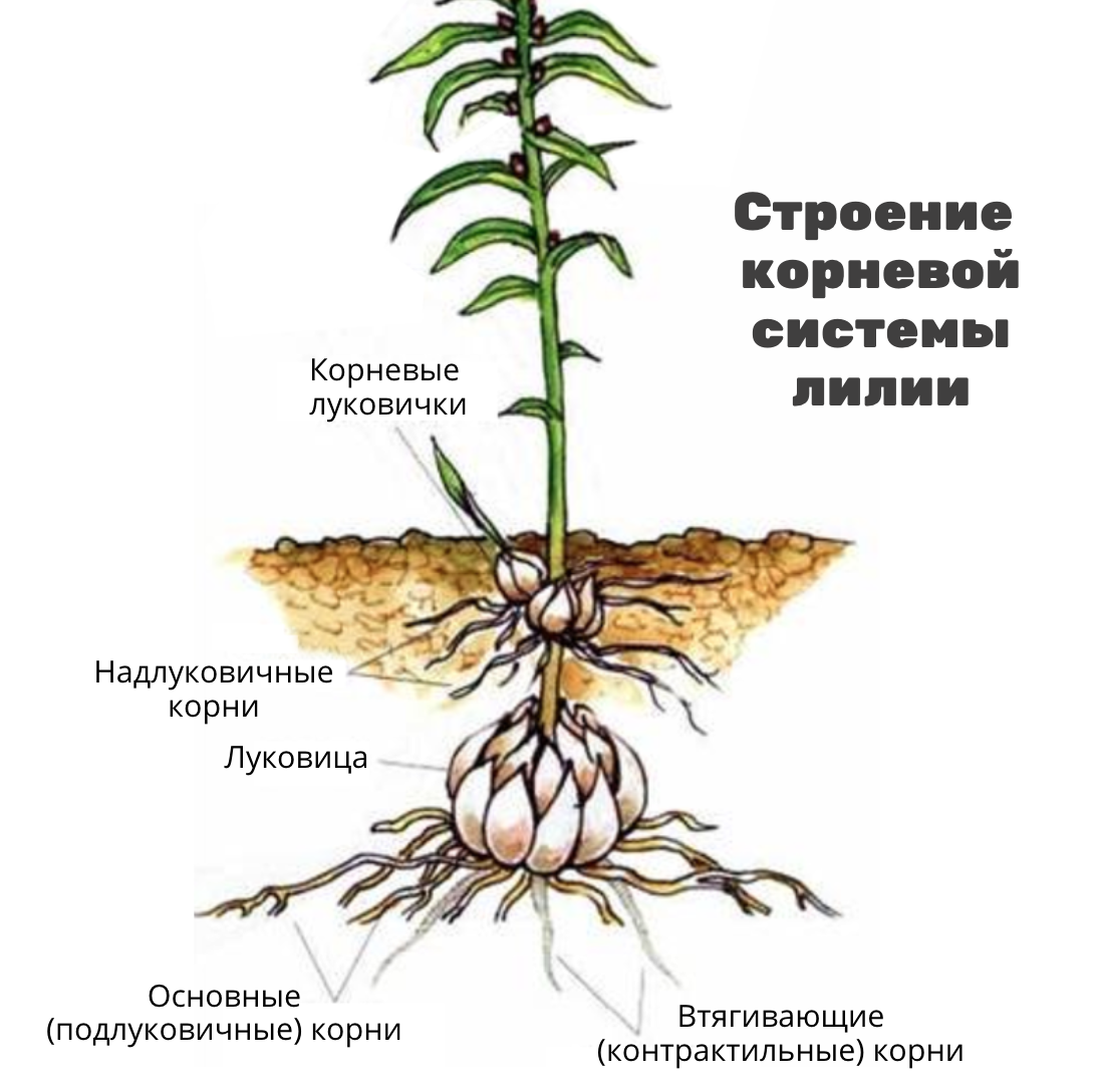 Лилия размножение корневыми луковичками. Лилейники корневище. Луковица лилии корни. Лилии размножение луковицами.