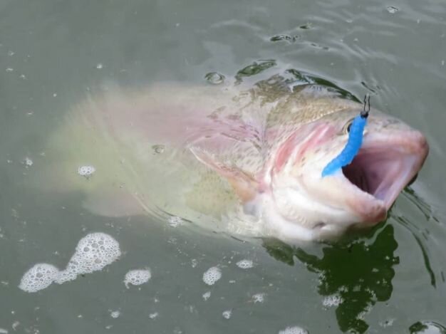 Ловля форели