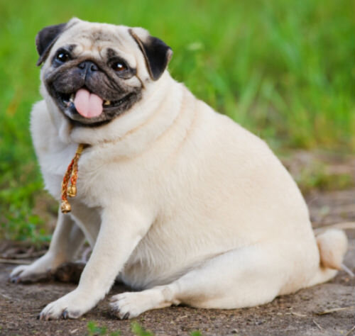 Рекомендации по уходу для собак, склонных к ожирению: