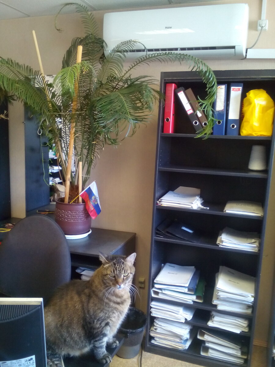 Невероятное приключение кота Кузьмы. Фото автора