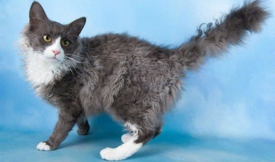 Необычные лапермы вызовут восторг у Тельцов 