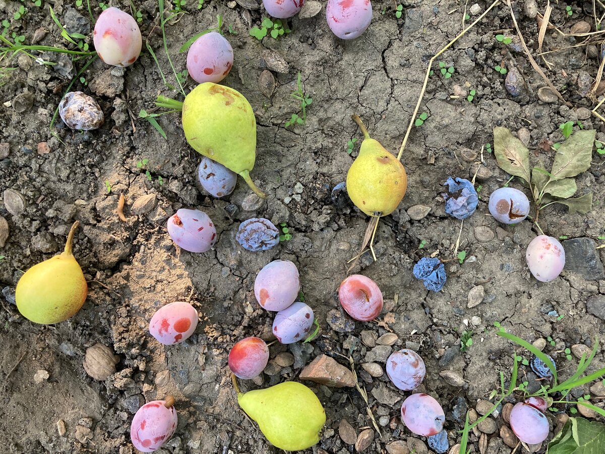 Вот они, мои груши-сливы. Ждут меня, валяются... Поэтому на три дня вы забудьте про меня.