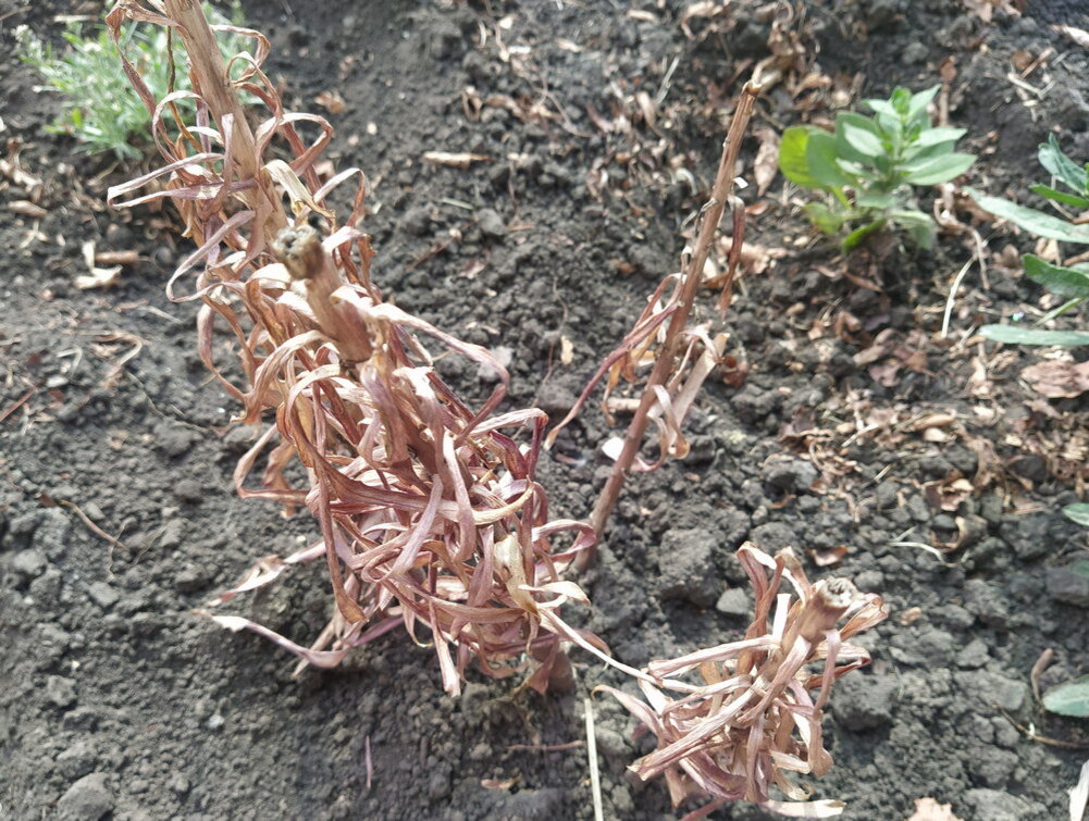 Мои лилии сейчас в таком виде. Авторское фото