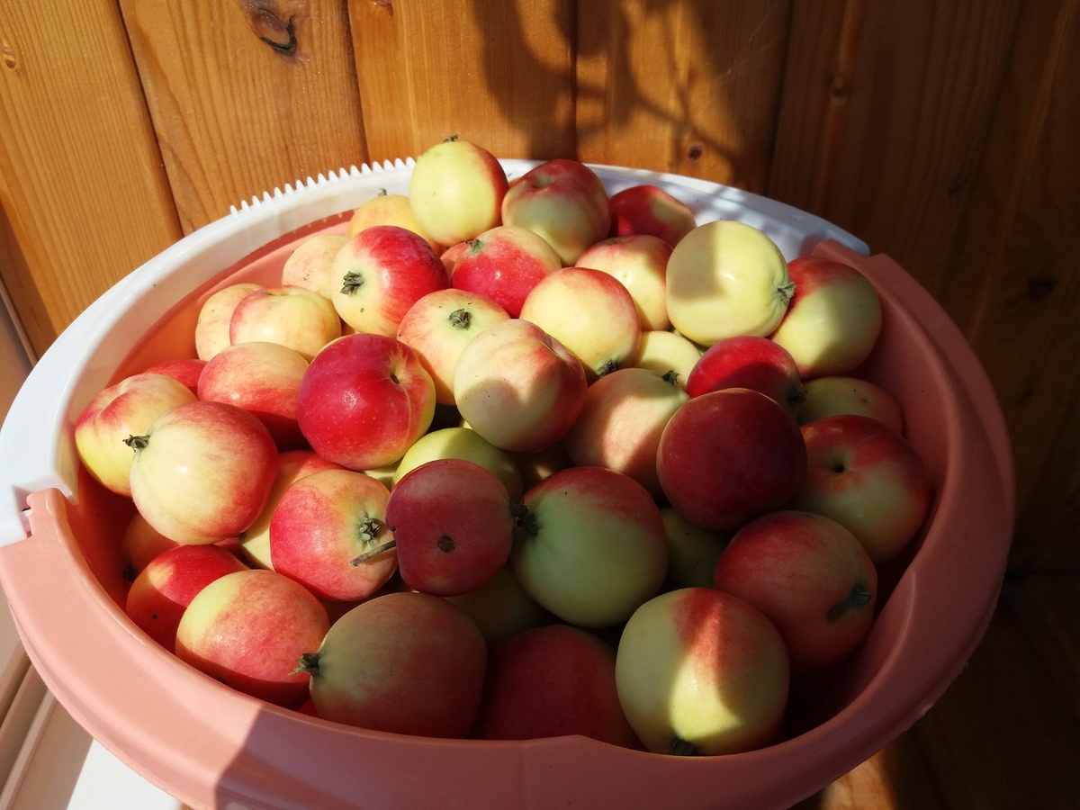 Вот из таких "райских" яблочек варилось повидло