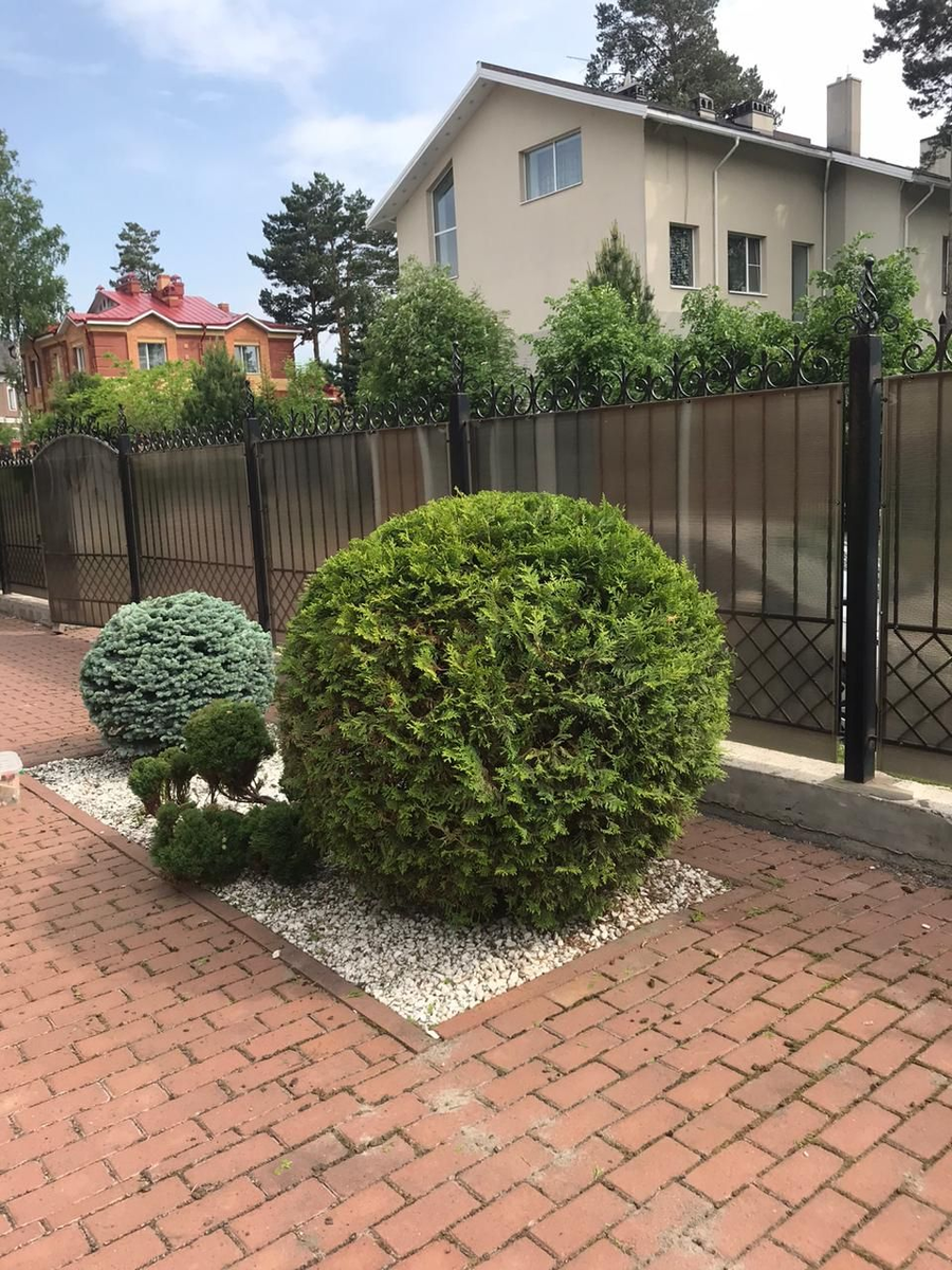 туя западная даника живая изгородь