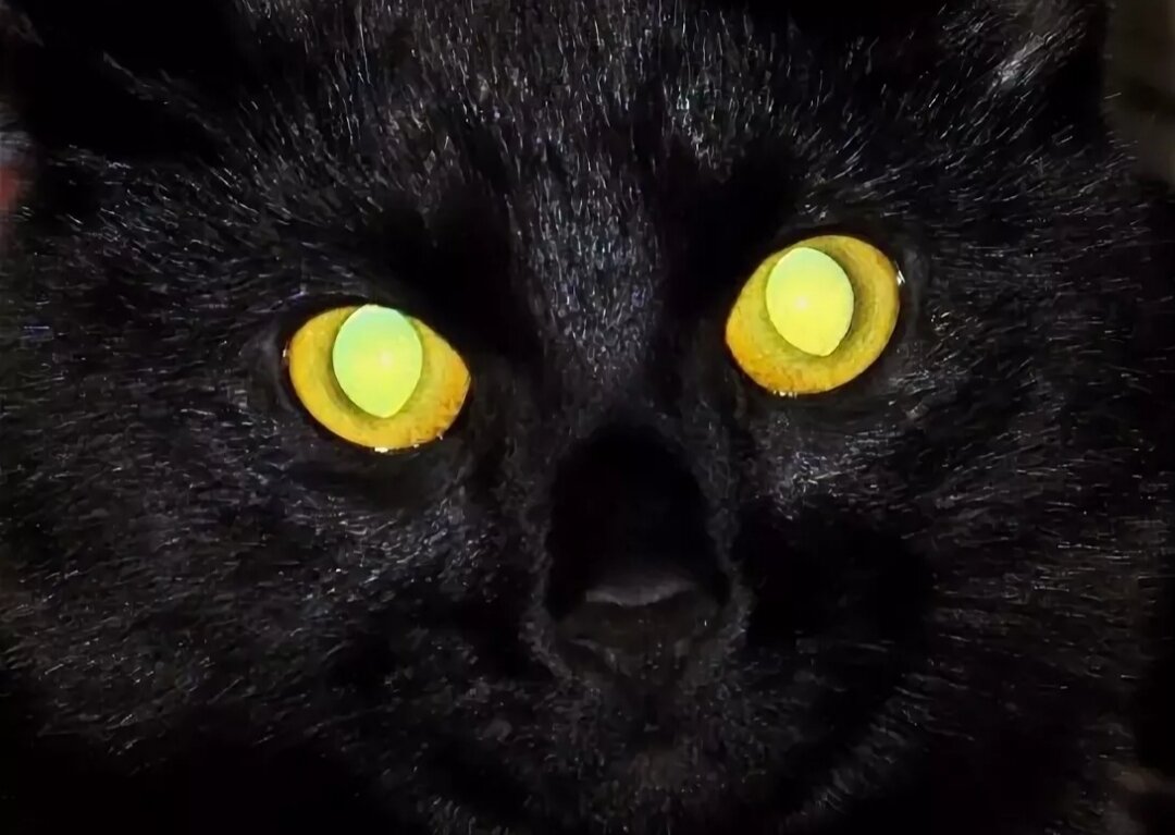Посвети глазами. Светящиеся глаза кошки. У кошки светятся глаза в темноте. Кошка с горящими глазами. Кот со светящимися глазами.
