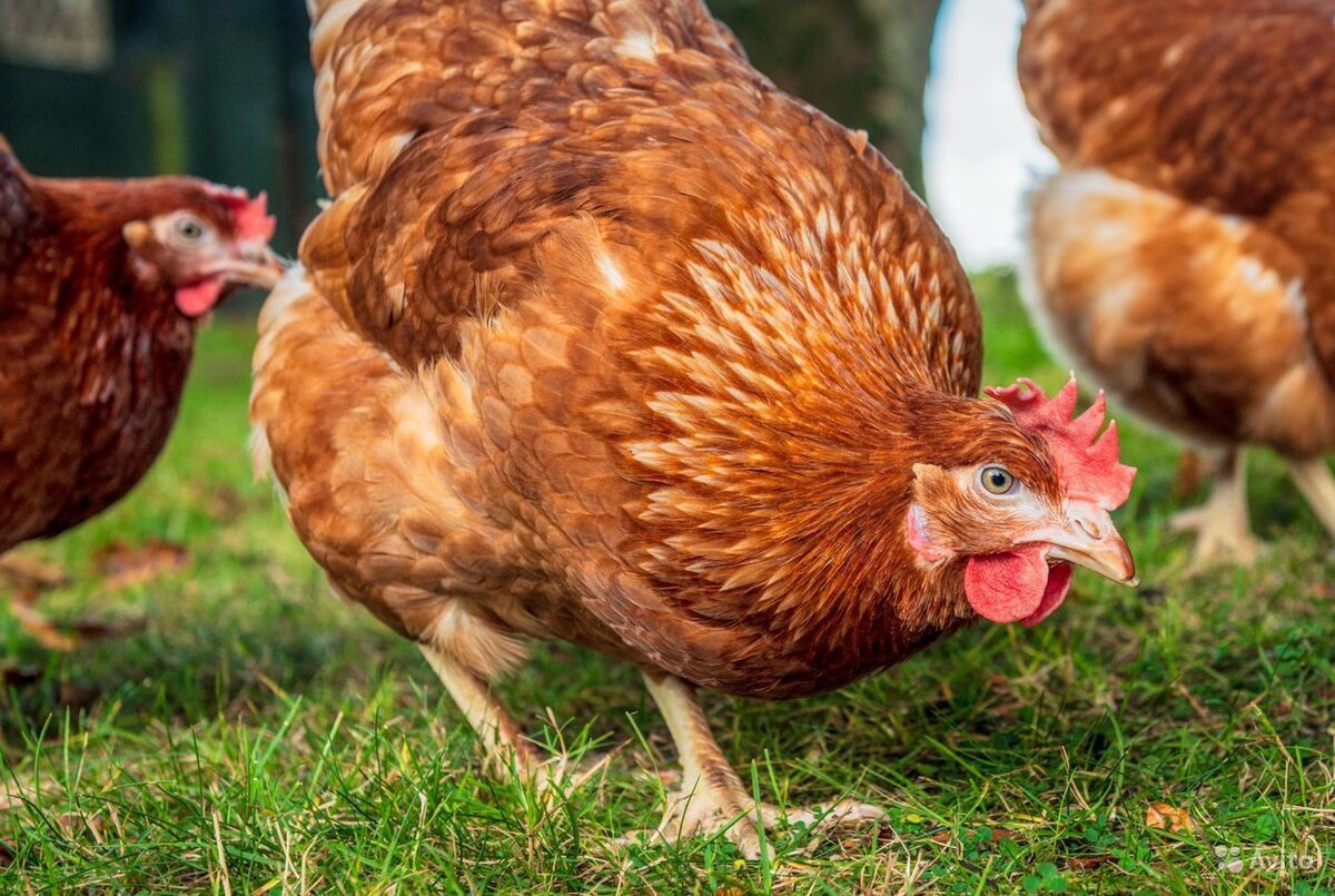 Продолжительности жизни курицы несушки: от чего зависит, и как ее увеличить?