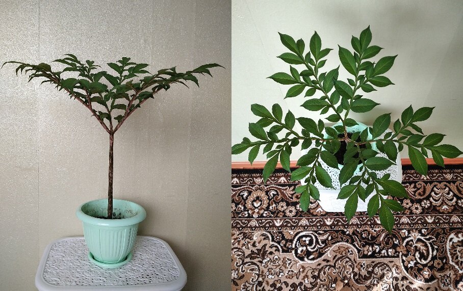 Аморфофаллус – эффектное растение