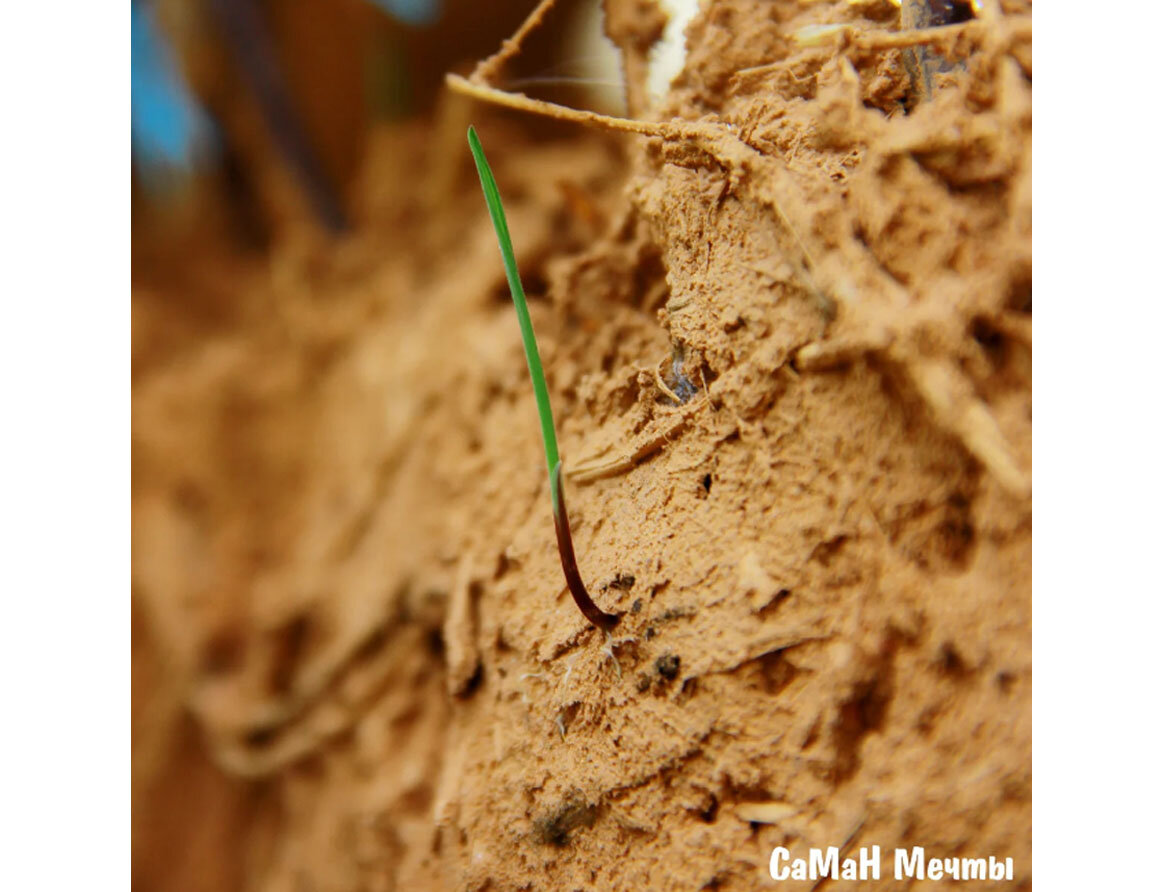 Росток Ржи, прорастающий в глине