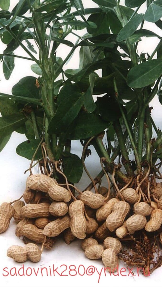 Как растет арахис в домашних условиях на огороде фото пошагово