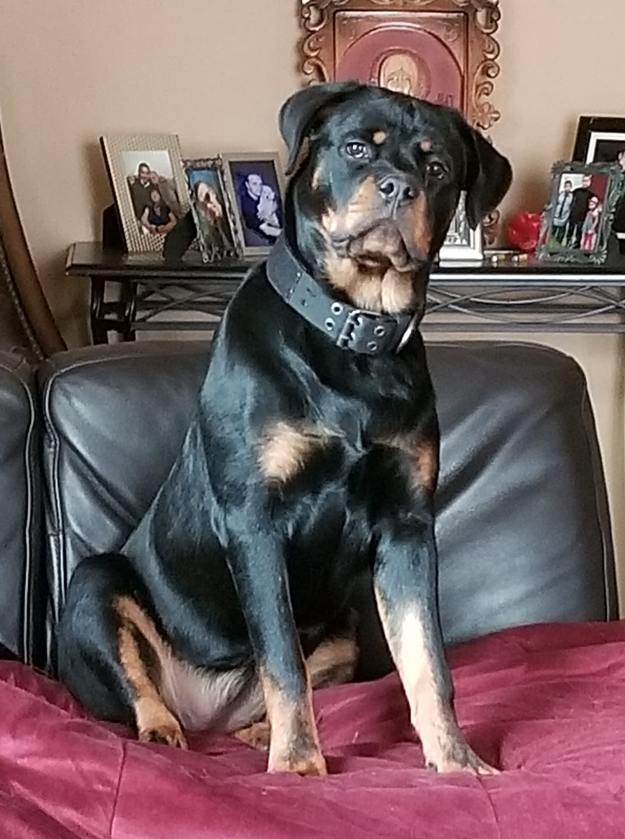 фото ротти Марты от Svetlana Baranets