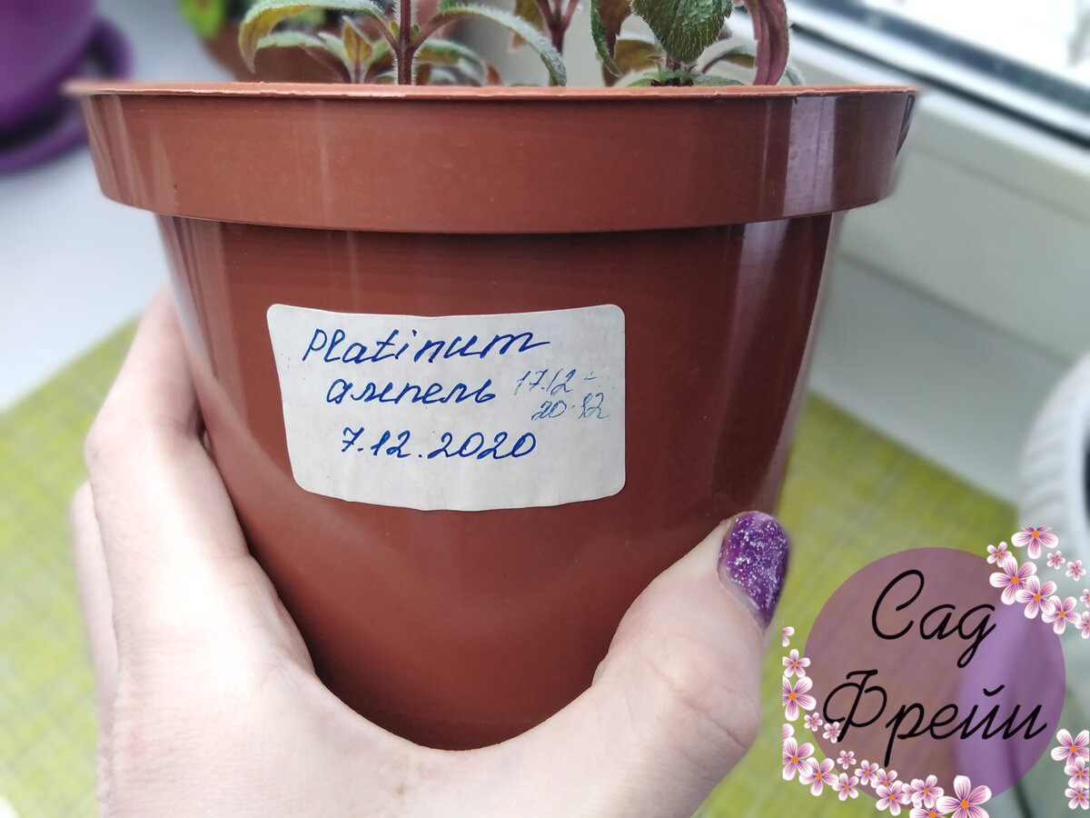 Определять, кто есть кто, помогают термонаклейки. Я попробовала их в первый раз и теперь уверена: это - лучшее средство для подписывания сортов. Попробуйте - очень удобно и дешёво