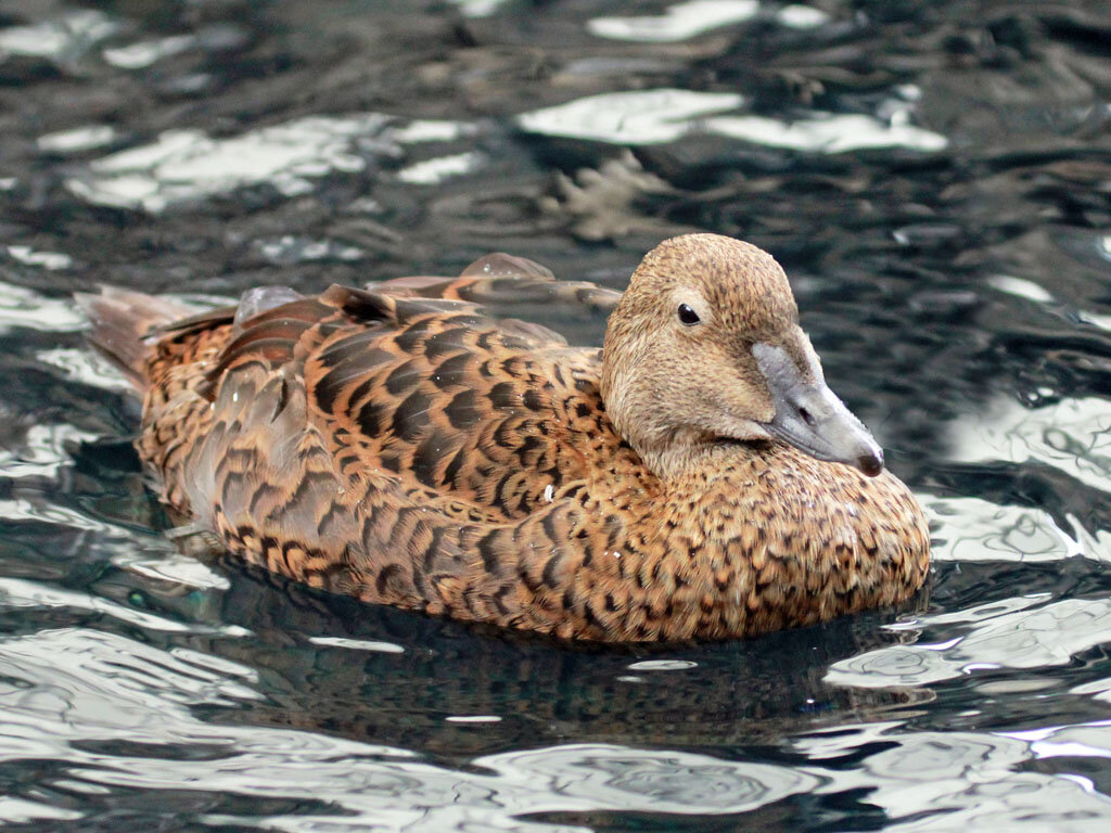 Гага-гребёнушка (самка)