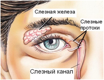 Интересно, без этого канала глаза могли бы лопнуть от избытка слёз?