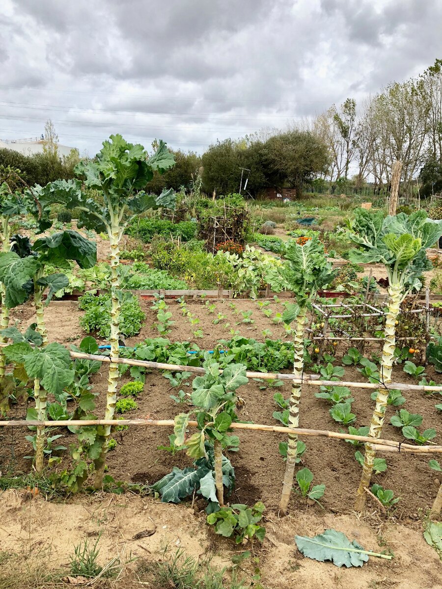 Такие вот капустные пальмочки