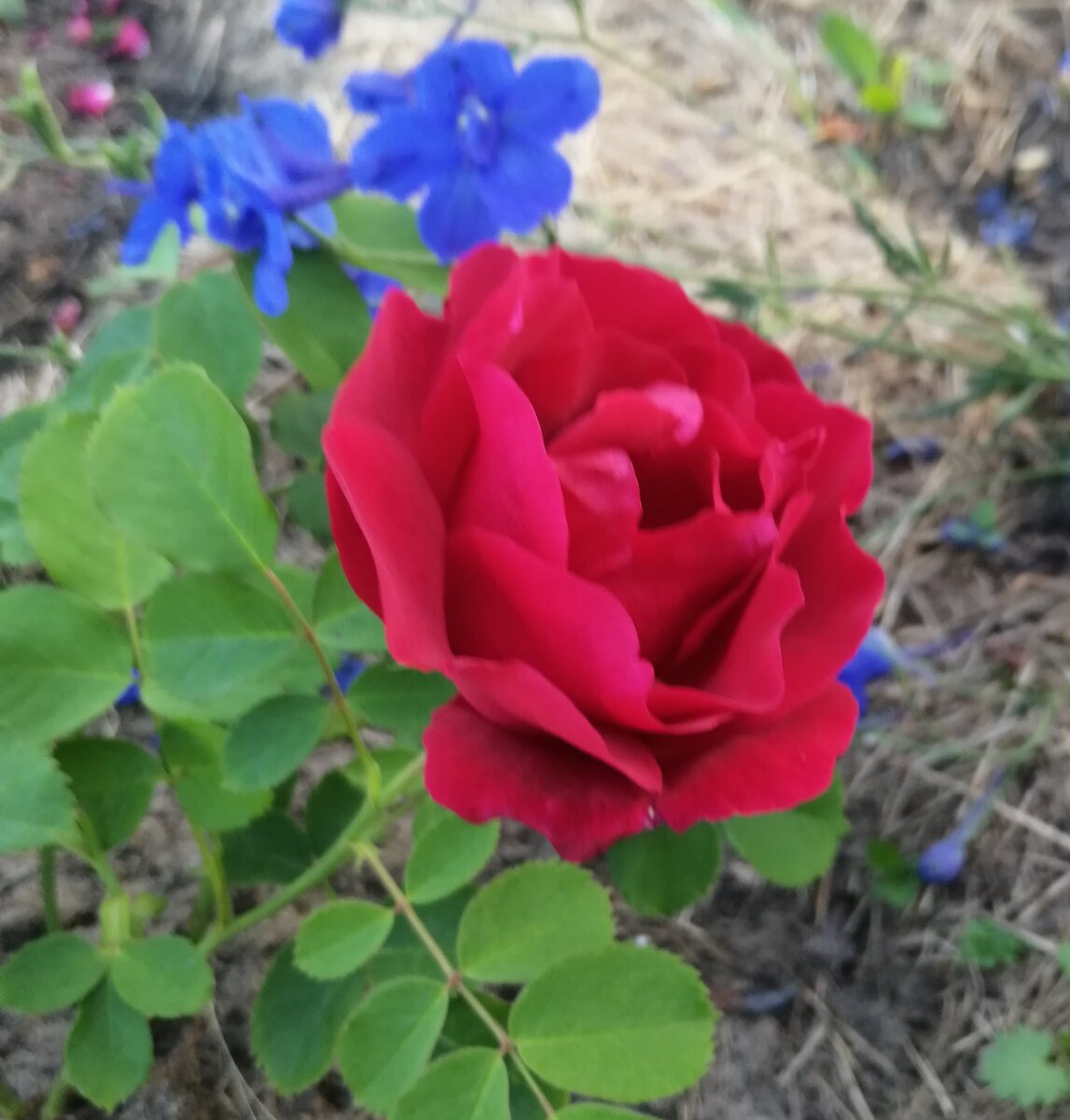 Честно о моих розах: Cuthbert Grant/Катберт Грант | Записки  розовода-любителя | Дзен
