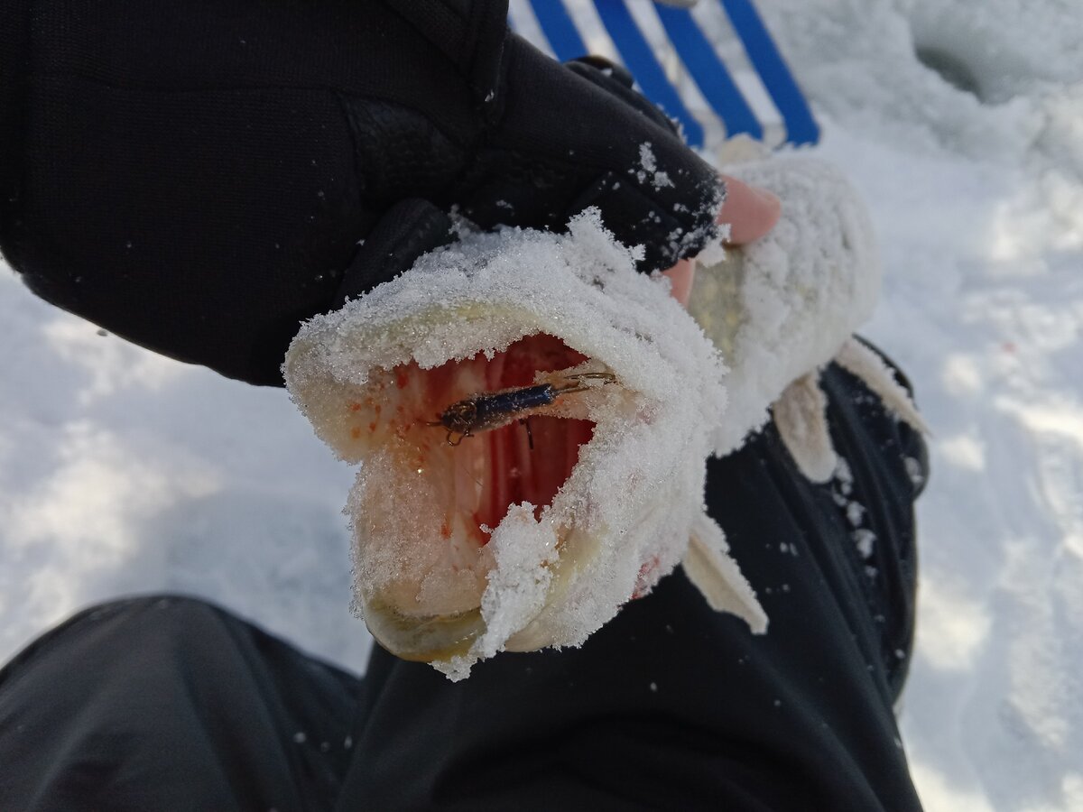 Эта откусила уже в лунке, но я успел ее выхватить )))