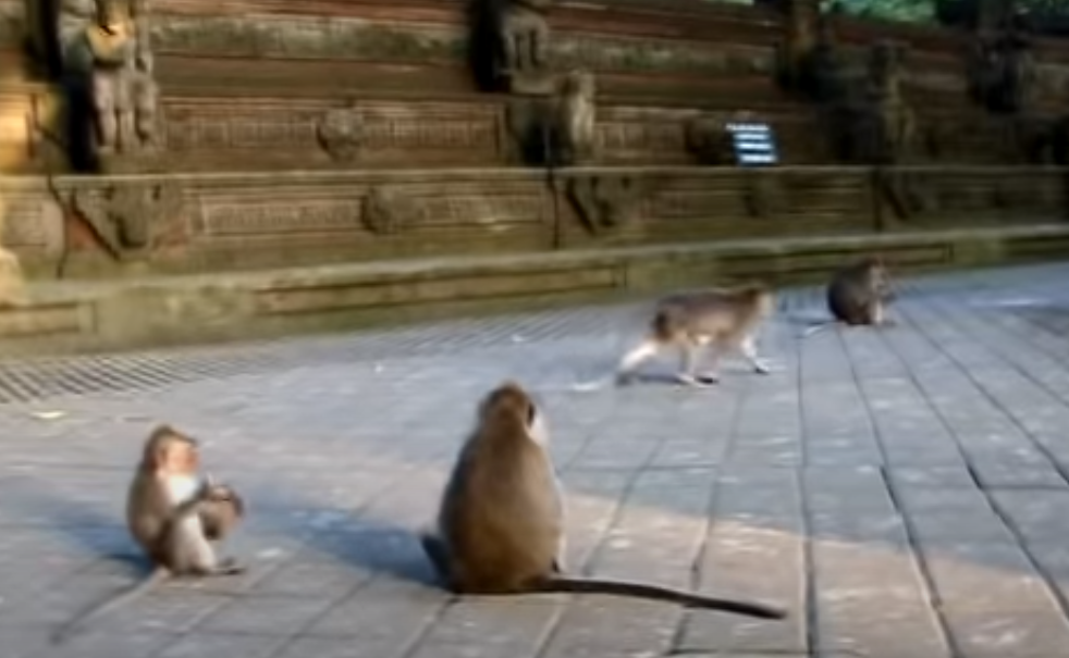 Обезьяны расслаблены и совершенно не боятся людей.