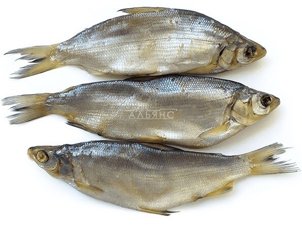 Отчетливо видно крутоизогнутую спину рыбы, ее тело сплющенное с боков