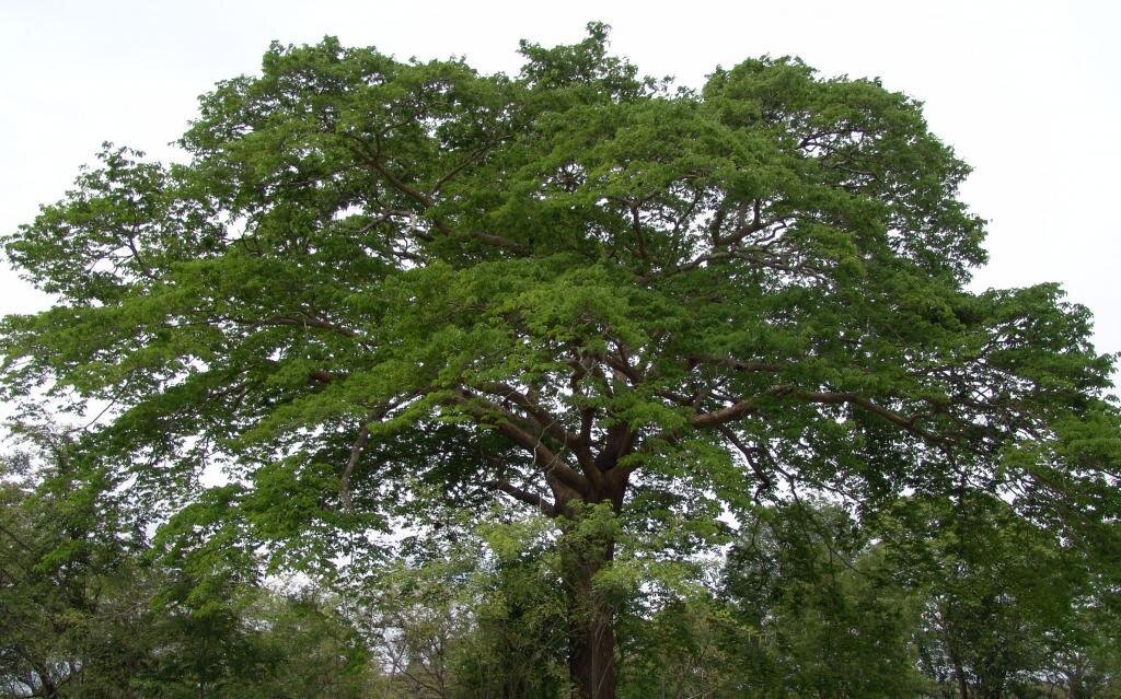 Копаифера. Фото: из открытых Интернет-источников