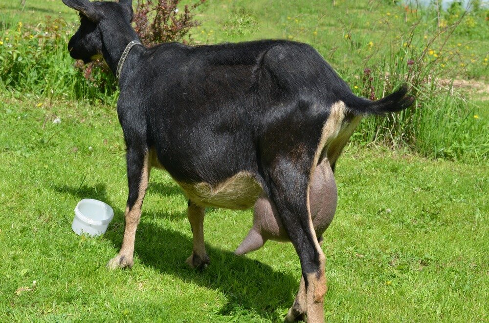 Осложнение у козы: задержание штуки. Что из аптечки поможет козоводу | Бодрый Козовод | Дзен