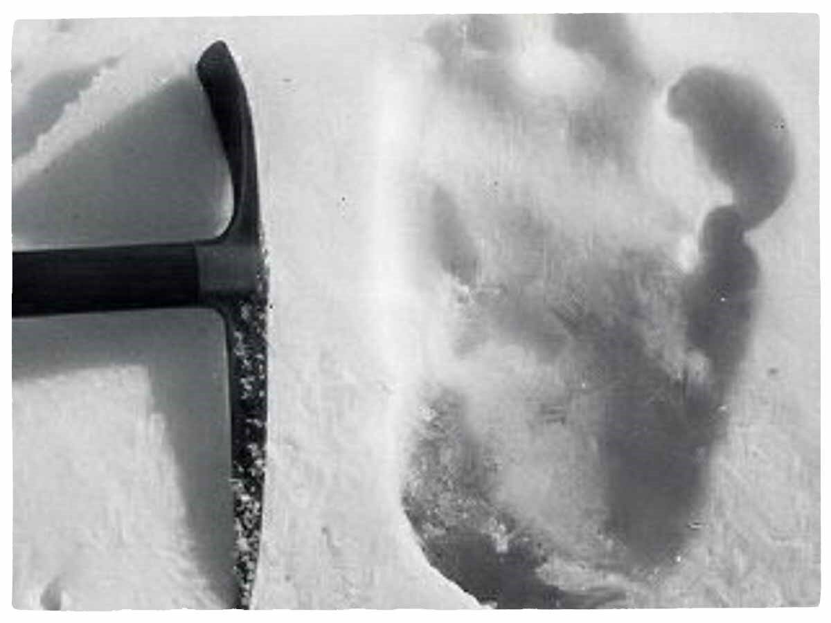 Следы якобы снежного человека