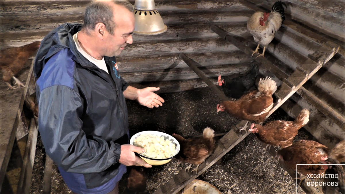 Лук курам можно дать. Хозяйство Воронова куры. Хозяйство Воронова куры кормление. Хозяйство Воронова куры гнезда. Кормление кур в курятнике.