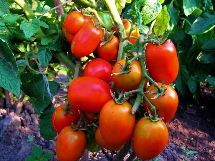  Сорт Огородник. Фото с сайта: https://clck.ru/TAenR.