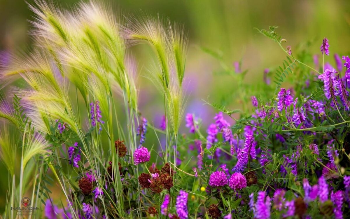 фото из открытого доступа