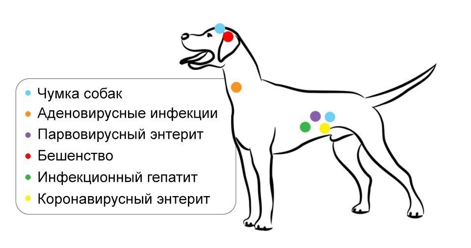 Схема вакцинации от бешенства собак