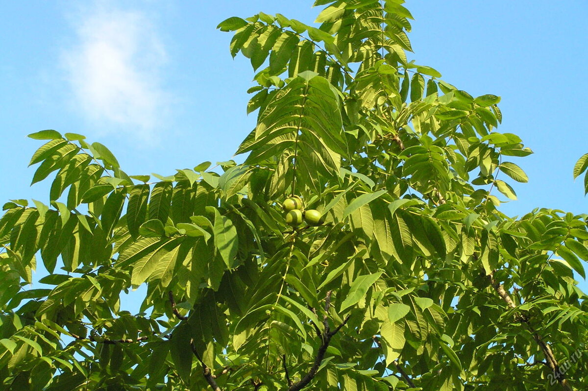 Какие деревья растут в сибири. Орех маньчжурский (Juglans mandshurica). Juglans mandshurica дерево. Орех маньчжурский(Juglans mandshurica Maxim). Орех маньчжурский (Juglans nigra l.).