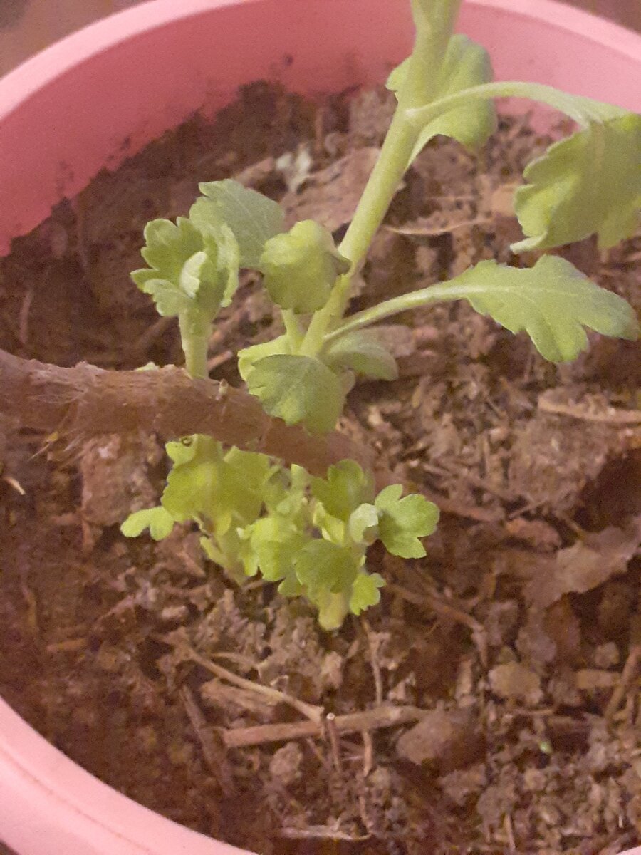 Отрастает розовая хризантема