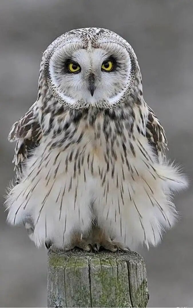 (Фото из интернета) 