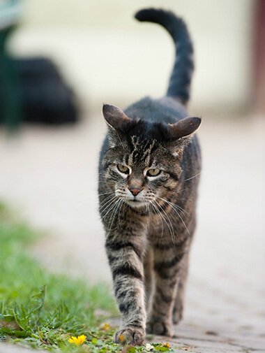 Красивый бездомный кот