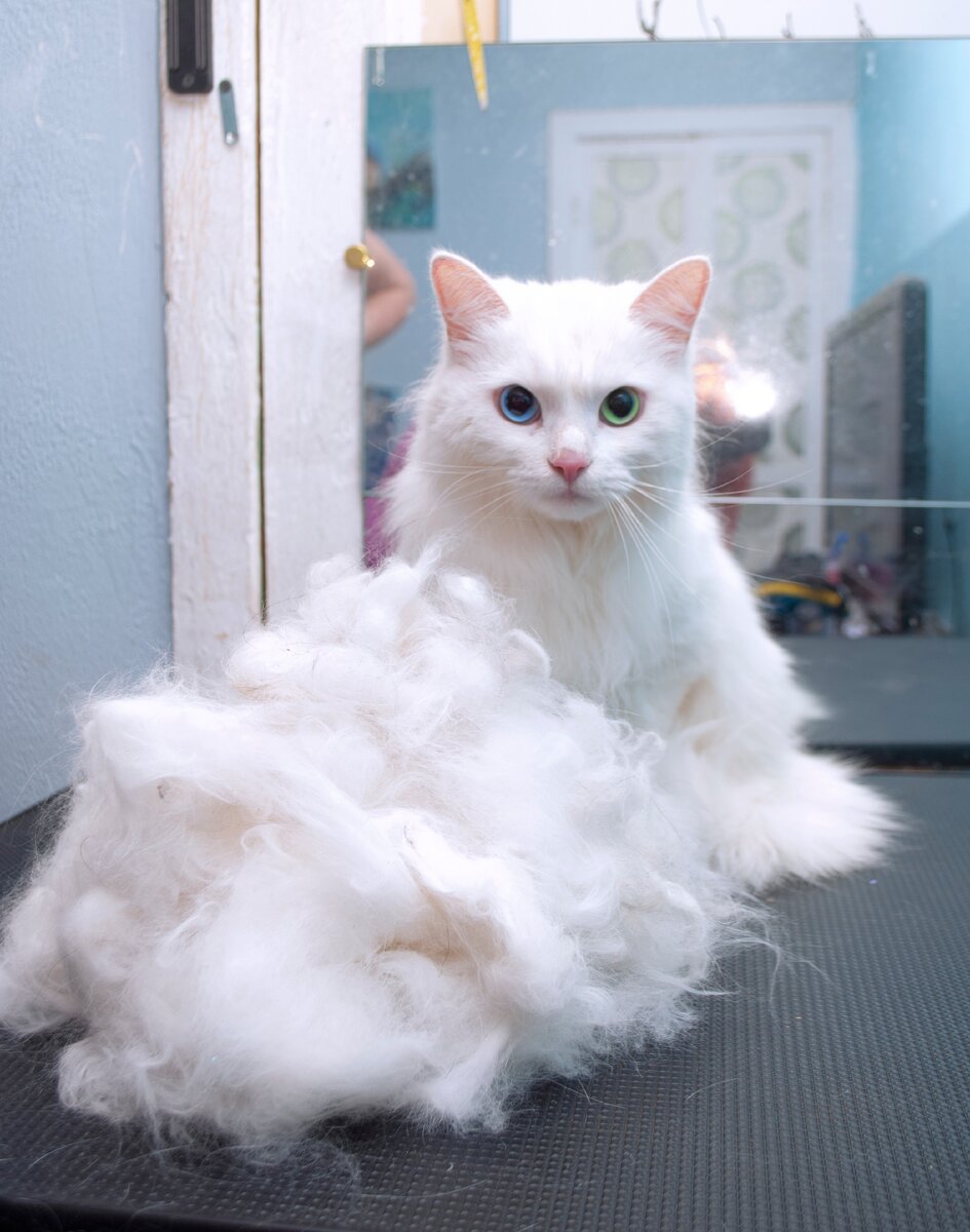 Можно и без стрижки) Это все вычесанная с Аси шерсть!