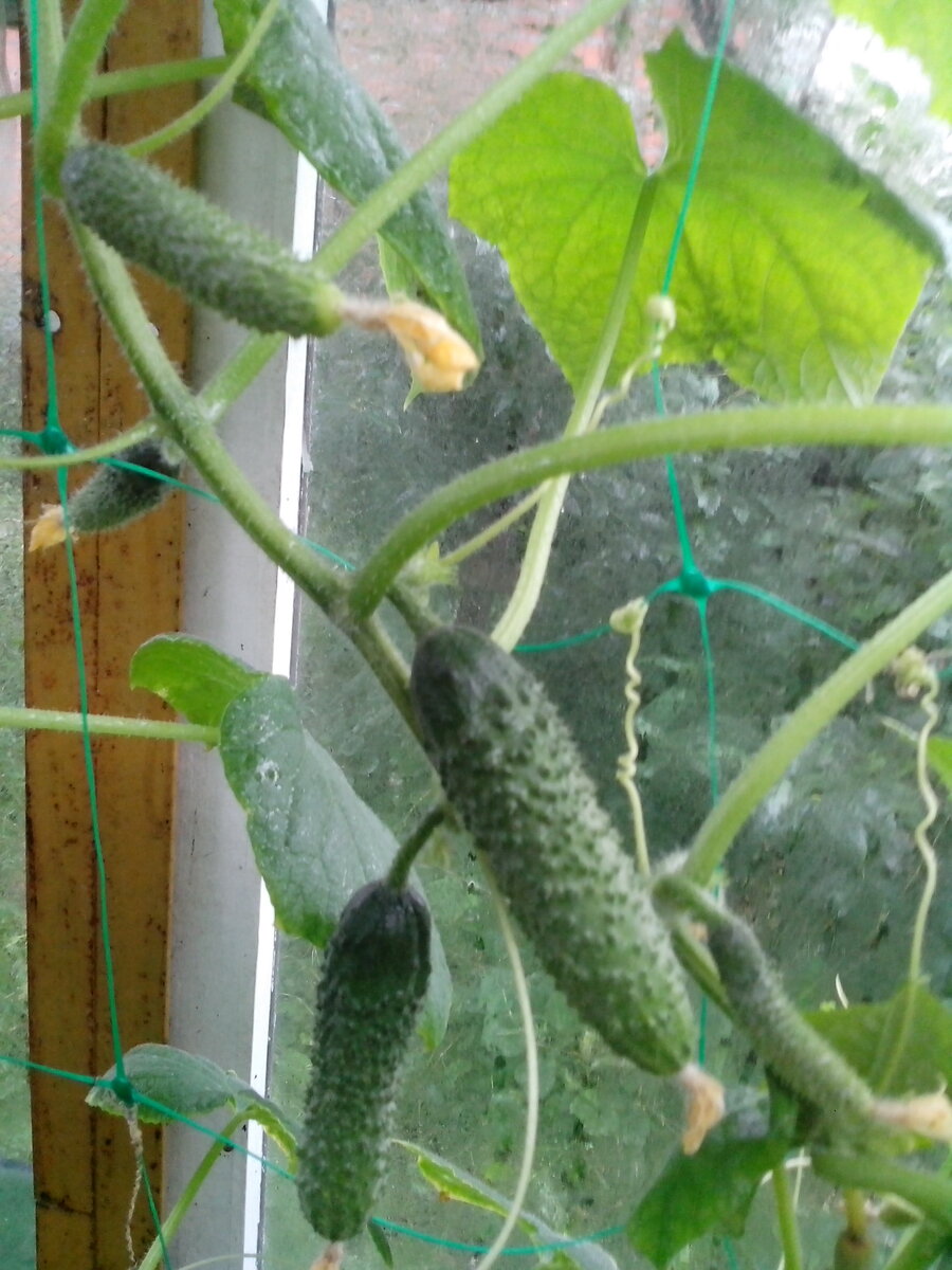 Огурчик сорт БРЕЙК- тоже без горечи. Огурчики ровные, хрустящие. Пригодны для консервирования, для салатов и засолки (фото автора)