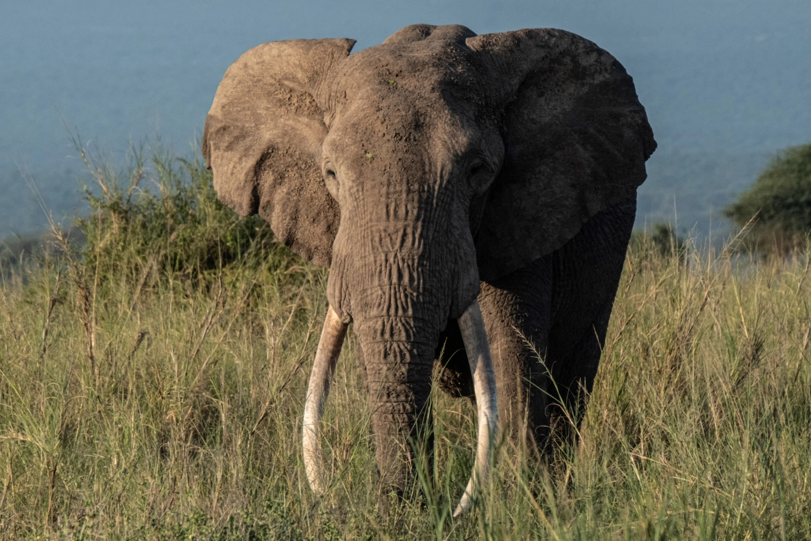 Слоны считают людей милыми. Elephant face. Bull Elephant, Sebakwe.